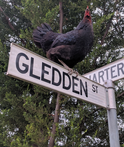 Gledden St Bird